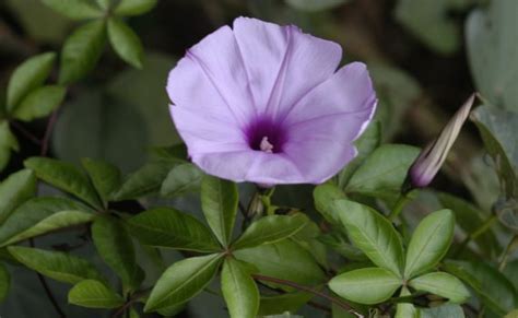 五爪金龍竹|Ipomoea cairica